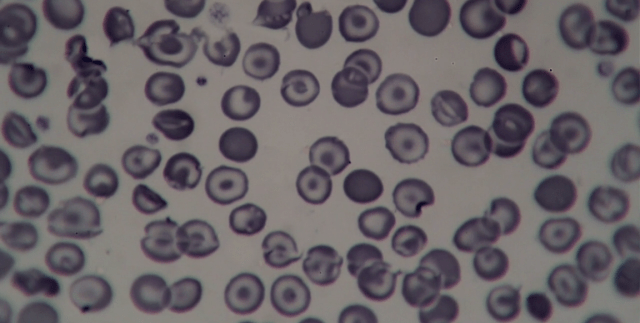 Screen Shot 2016-08-10 at 4.51.26 PM