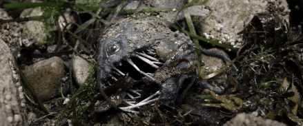 Screen Shot 2017-10-21 at 12.24.01 AM