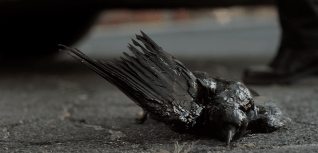 Screen Shot 2018-08-29 at 8.36.39 AM