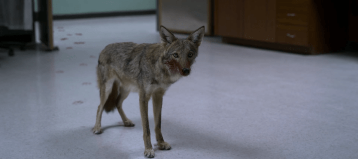 Father Son Holy Gore - Chambers - Bloody Coyote