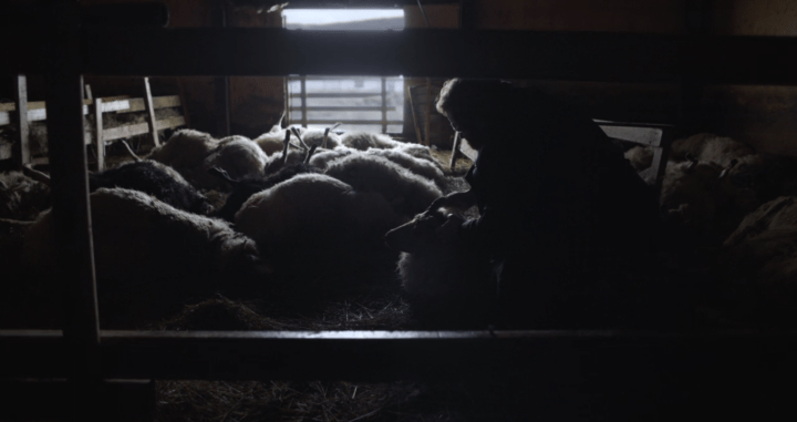 Father Son Holy Gore - Trapped - Dead Sheep in Barn