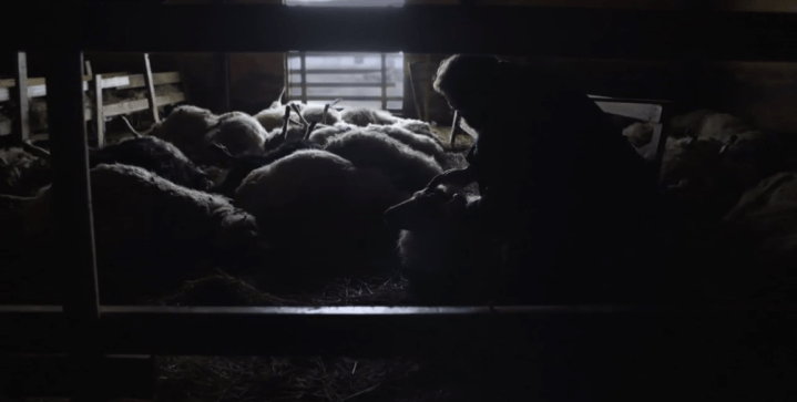 Father Son Holy Gore - Trapped - Dead Sheep