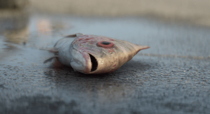 Father Son Holy Gore - Animal Kingdom - Dying Fish