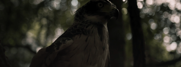 Father Son Holy Gore - The Prey - Hawk