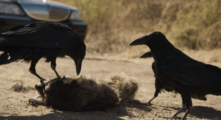 Father Son Holy Gore - Mayans M.C. - Scavengers