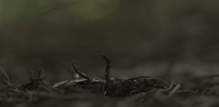 Father Son Holy Gore - The Outsider - Beetle on its Back