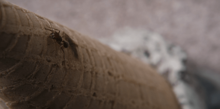 Father Son Holy Gore - Better Call Saul - Ant and the Ice Cream Hill