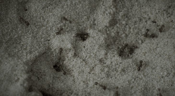 Father Son Holy Gore - The Sinner - Ants