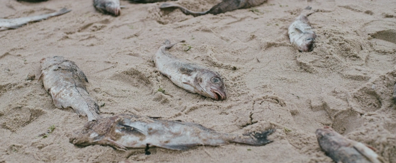 Father Son Holy Gore - The Block Island Sound - Dead Fish