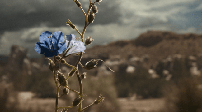 Father Son Holy Gore - Better Call Saul - Blue Flower