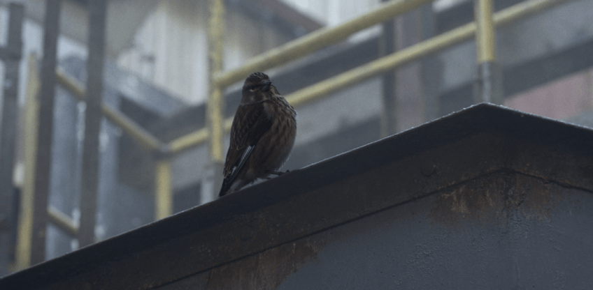 Father Son Holy Gore - Fear the Walking Dead - Sanctuary - A Finch